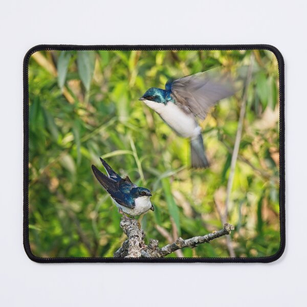 Item preview, Tree Swallows mating, Madison, Wisconsin designed and sold by StevenRalserPhoto.