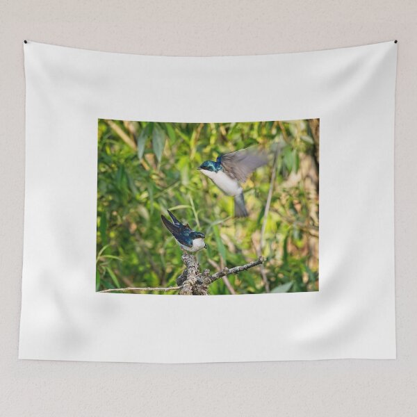 Item preview, Tree Swallows mating, Madison, Wisconsin designed and sold by StevenRalserPhoto.