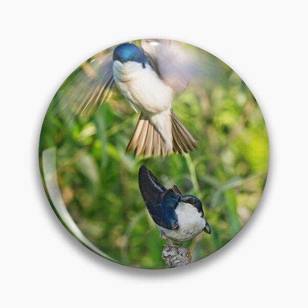 Item preview, Tree Swallows mating, Madison, Wisconsin designed and sold by StevenRalserPhoto.