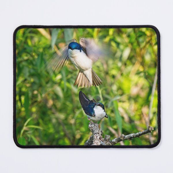 Item preview, Tree Swallows mating, Madison, Wisconsin designed and sold by StevenRalserPhoto.