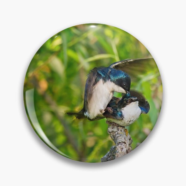 Item preview, Tree Swallows mating, Madison, Wisconsin 3 designed and sold by StevenRalserPhoto.