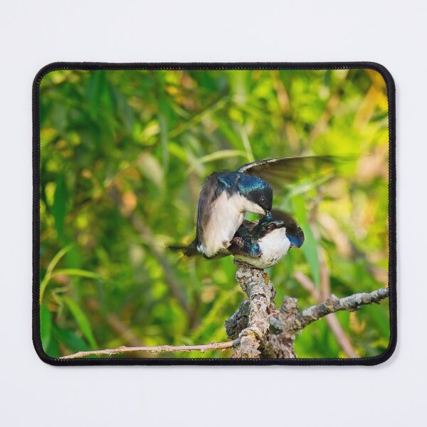 Item preview, Tree Swallows mating, Madison, Wisconsin 3 designed and sold by StevenRalserPhoto.