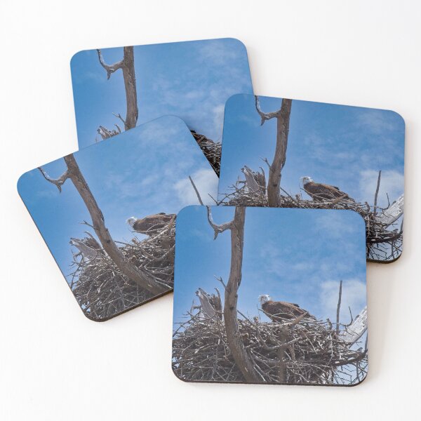 Item preview, Bald Eagle and Eaglet, UW Arboretum, Madison, WI A designed and sold by StevenRalserPhoto.