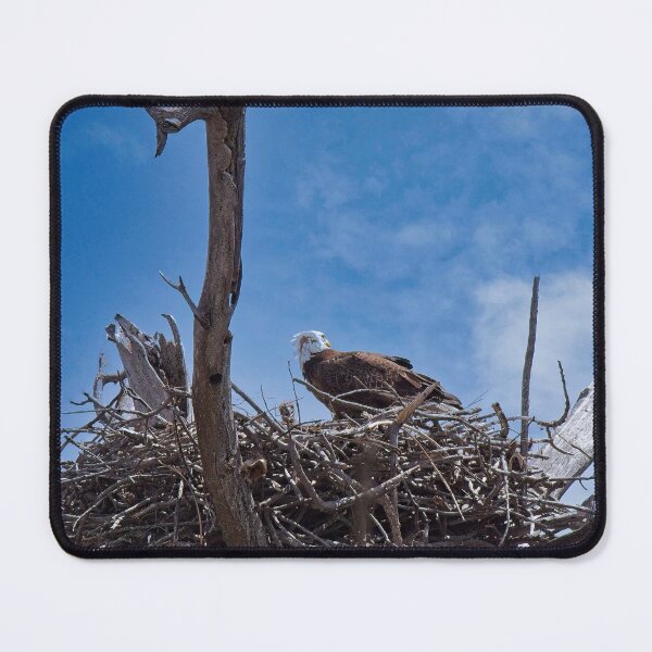 Item preview, Bald Eagle and Eaglet, UW Arboretum, Madison, WI A designed and sold by StevenRalserPhoto.