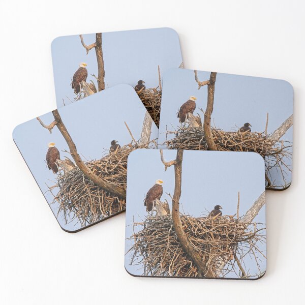 Item preview, Bald Eagle and Eaglet, UW Arboretum, Madison, WI 4 designed and sold by StevenRalserPhoto.