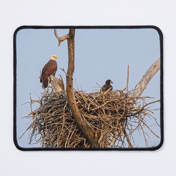 Item preview, Bald Eagle and Eaglet, UW Arboretum, Madison, WI 4 designed and sold by StevenRalserPhoto.