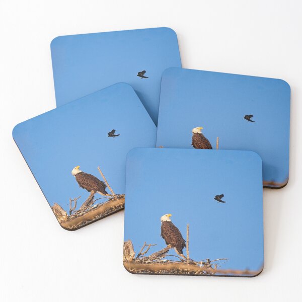 Item preview, Bald Eagle and Blackbird, UW Arboretum, Madison, WI designed and sold by StevenRalserPhoto.
