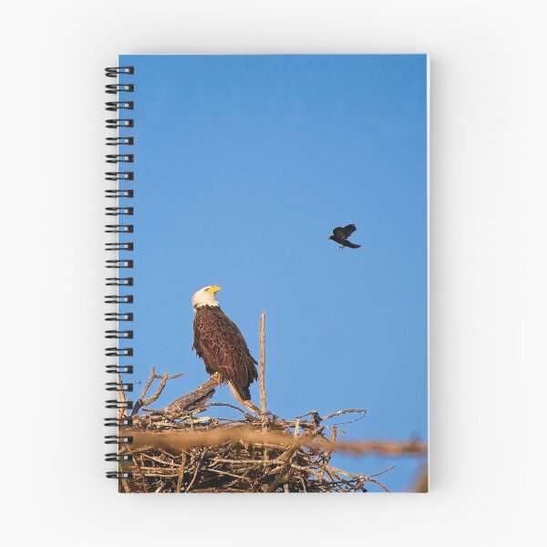 Item preview, Bald Eagle and Blackbird, UW Arboretum, Madison, WI designed and sold by StevenRalserPhoto.