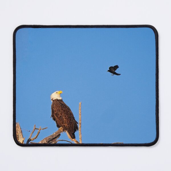 Item preview, Bald Eagle and Blackbird, UW Arboretum, Madison, WI designed and sold by StevenRalserPhoto.