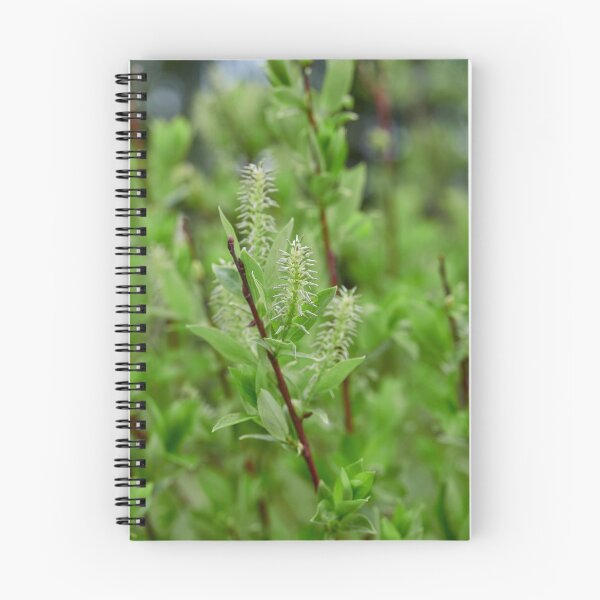 Item preview, When the seeds grow. Halberd Willow designed and sold by Jouko Lehto Photography.