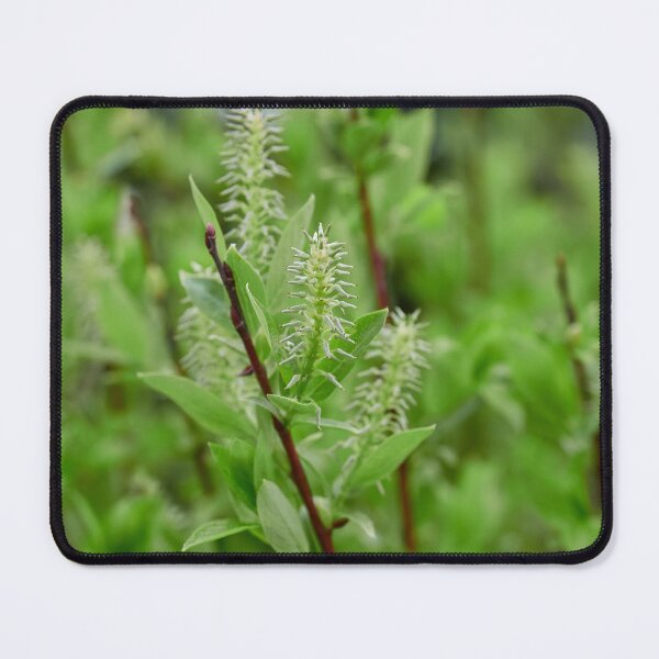Item preview, When the seeds grow. Halberd Willow designed and sold by Jouko Lehto Photography.