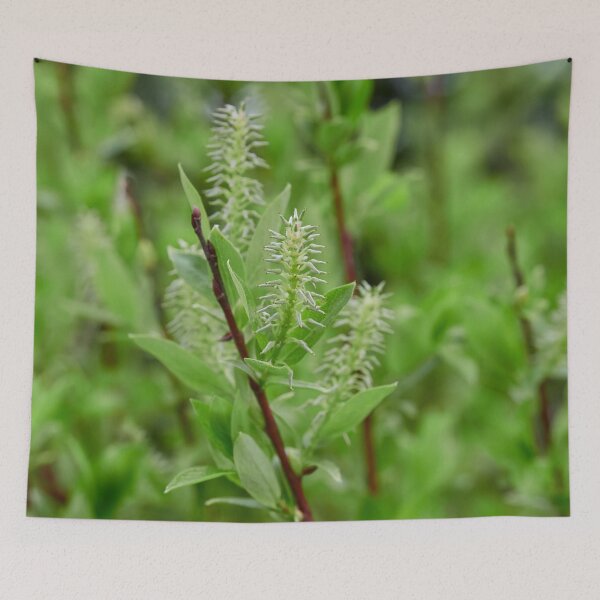 Item preview, When the seeds grow. Halberd Willow designed and sold by Jouko Lehto Photography.