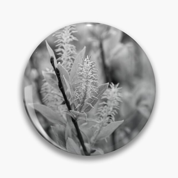 Item preview, When the seeds grow. Halberd Willow bw designed and sold by Jouko Lehto Photography.