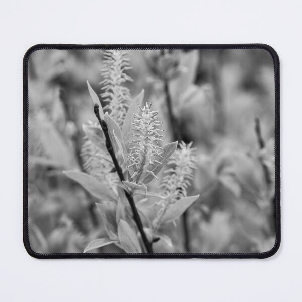 Item preview, When the seeds grow. Halberd Willow bw designed and sold by Jouko Lehto Photography.