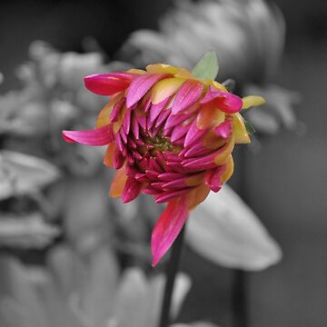 Artwork thumbnail, Open, Open, Open by Jen Waltmon