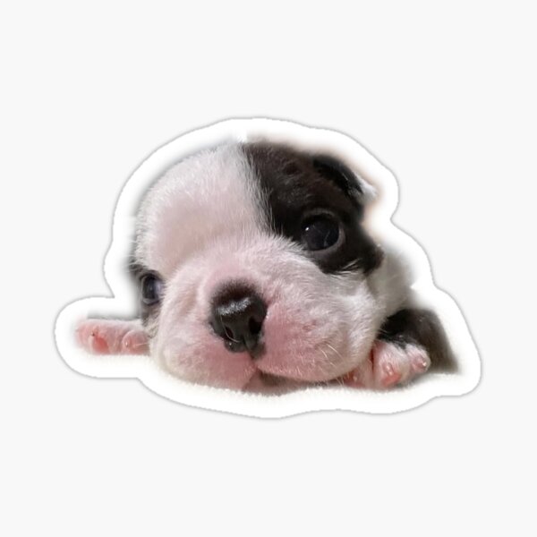 Item preview, Pibble designed and sold by buryniceshop.