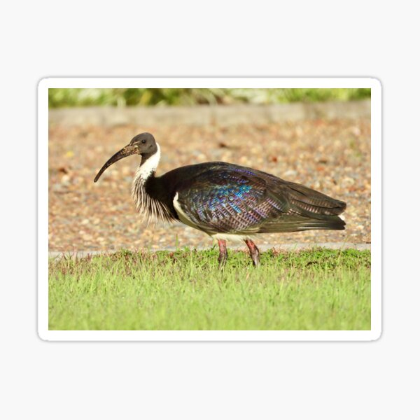 Item preview, Straw-necked Ibis and all it colours designed and sold by Mark Grimsley.