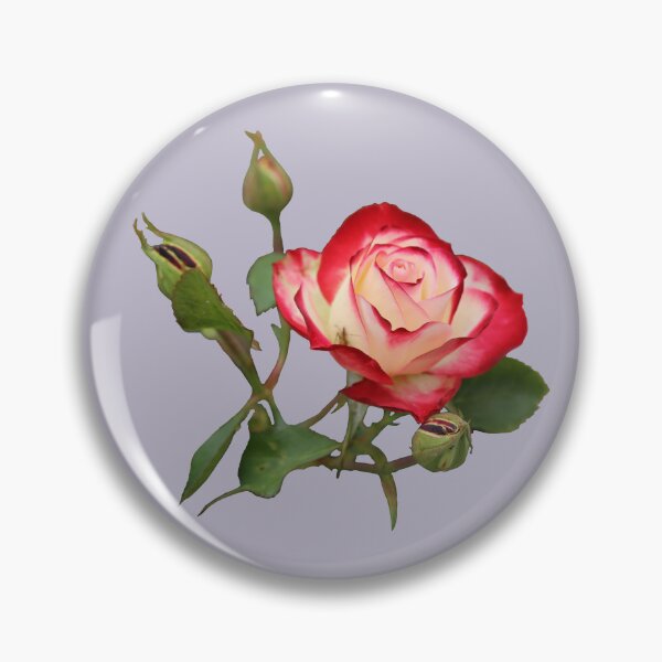 Item preview, Red and Creme Rose with Buds on Pale Lilac designed and sold by STHogan2.