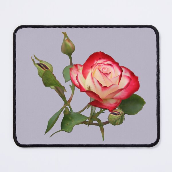 Item preview, Red and Creme Rose with Buds on Pale Lilac designed and sold by STHogan2.