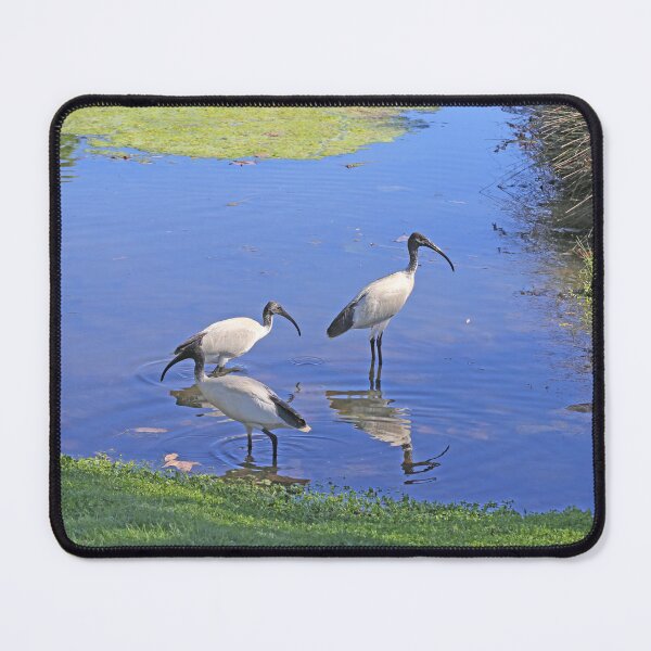 Item preview, Australian White Ibis designed and sold by STHogan2.