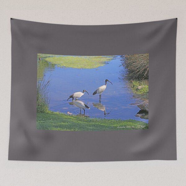 Item preview, Australian White Ibis designed and sold by STHogan2.