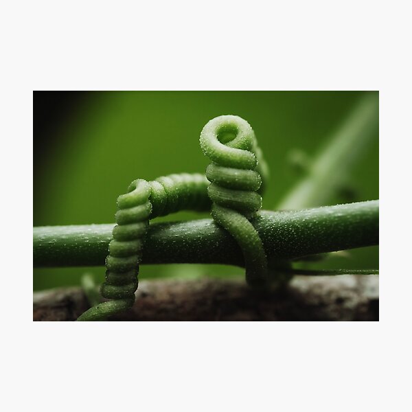 Item preview, Corky Passion Vine designed and sold by robdwildlife.