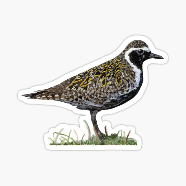Item preview, Pacific Golden Plover ready to fly to Alaska designed and sold by NJartbyNJacobson.