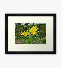 Daffodils, Framed Print