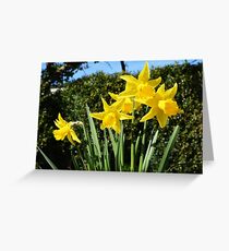 Beautiful Yellow Daffodils Greeting Card