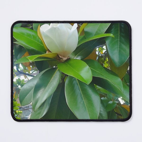 Item preview, Magnolia Magniflora Bloom designed and sold by Branislava Tir .