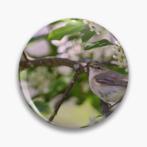 Item preview, All those flowers. Willow Warbler in Bird Cherry tree designed and sold by Jouko Lehto Photography.