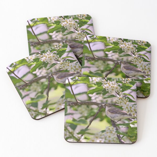 Item preview, All those flowers. Willow Warbler in Bird Cherry tree designed and sold by Jouko Lehto Photography.