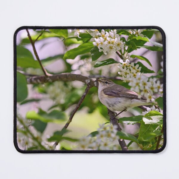 Item preview, All those flowers. Willow Warbler in Bird Cherry tree designed and sold by Jouko Lehto Photography.