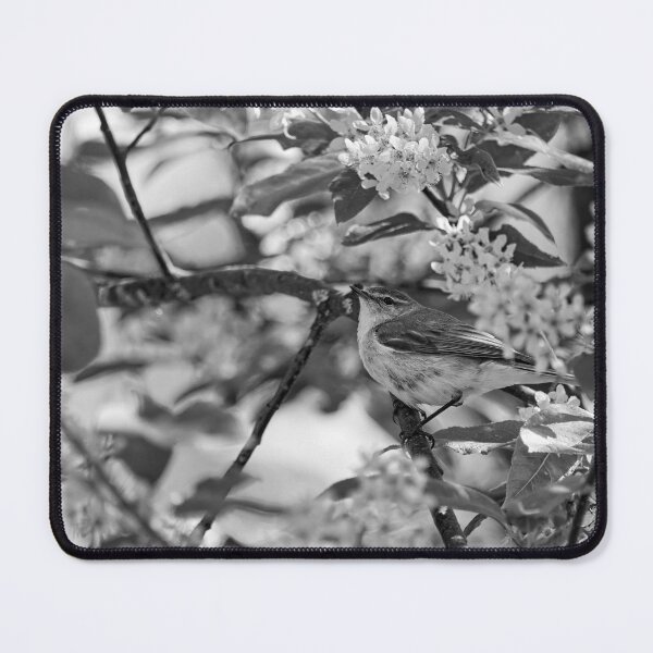 Item preview, All those flowers. Willow Warbler in Bird Cherry tree bw designed and sold by Jouko Lehto Photography.