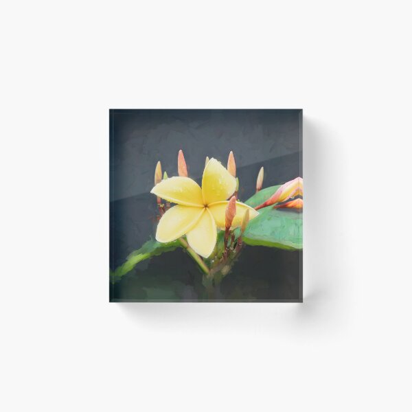 Artikelvorschau, Plumeria Frangipani Hawaii Blume X152 entworfen und verkauft von RichFrancoCars.