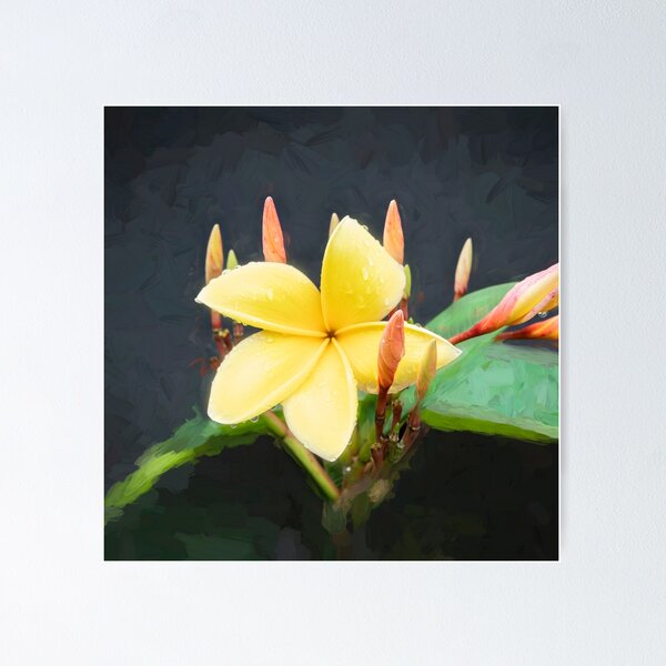 Artikelvorschau, Plumeria Frangipani Hawaii Blume X152 entworfen und verkauft von RichFrancoCars.