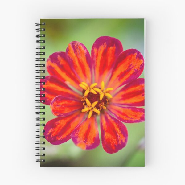 Item preview, Red Zinnias Elegans X100 designed and sold by RichFrancoCars.