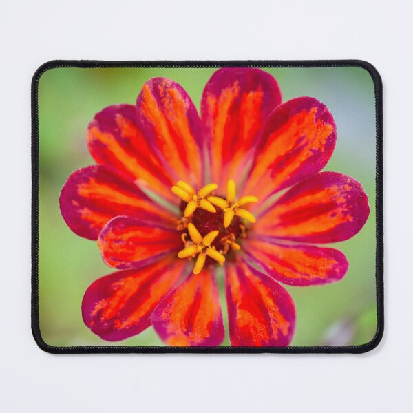 Item preview, Red Zinnias Elegans X100 designed and sold by RichFrancoCars.