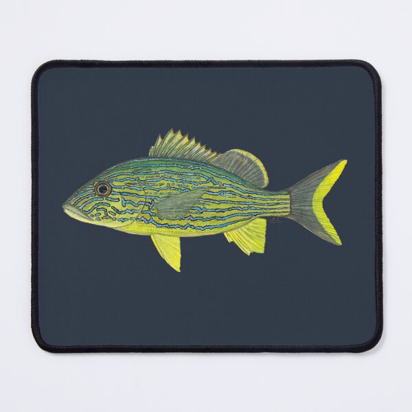Item preview, Bluestriped Grunt (Haemulon sciurus) designed and sold by LeakyCanoeArt.