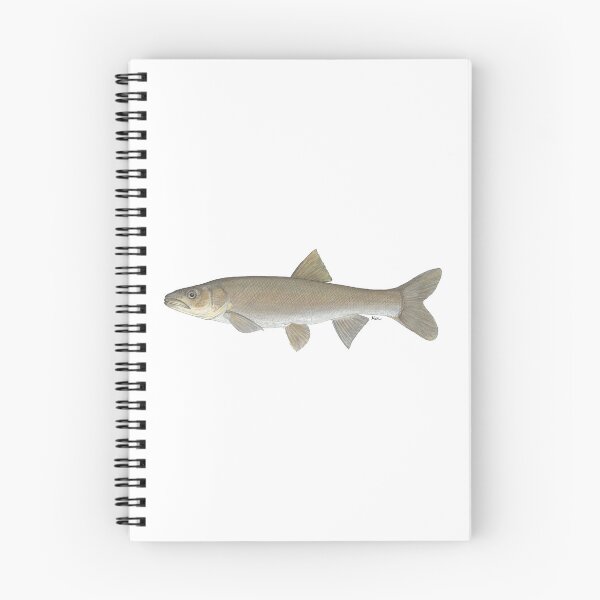 Item preview, Colorado Pikeminnow (Ptychocheilus lucius) designed and sold by LeakyCanoeArt.