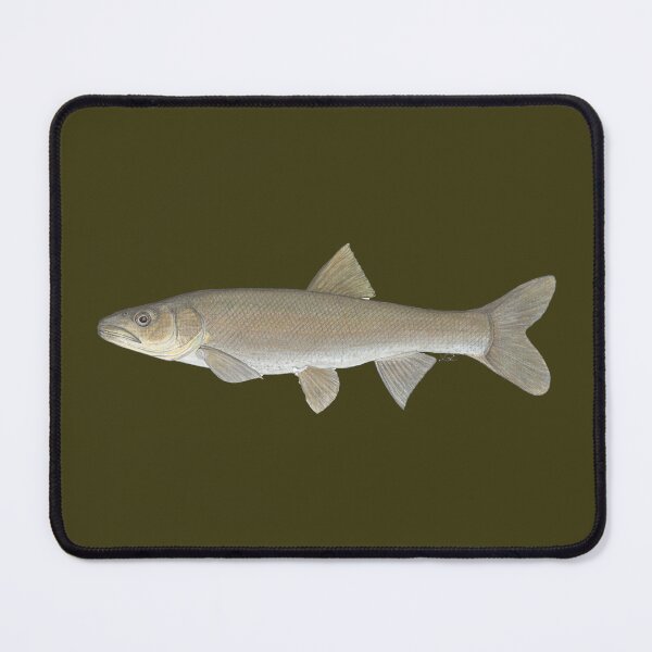 Item preview, Colorado Pikeminnow (Ptychocheilus lucius) designed and sold by LeakyCanoeArt.