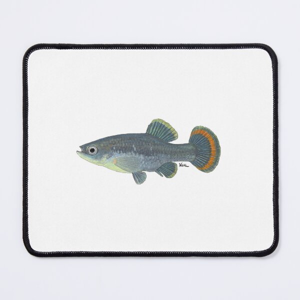 Item preview, Tequila Splitfin (Zoogoneticus tequila) designed and sold by LeakyCanoeArt.