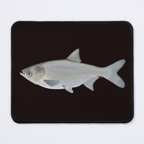 Item preview, Carpa plateada (Hypophthalmichthys molitrix) designed and sold by LeakyCanoeArt.