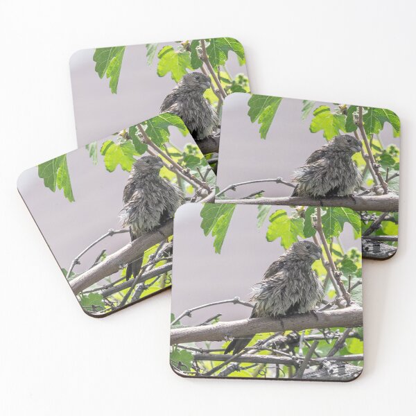Item preview, Wet Finch and Lizard designed and sold by CarolM.