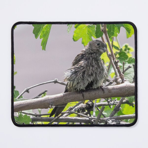 Item preview, Wet Finch and Lizard designed and sold by CarolM.