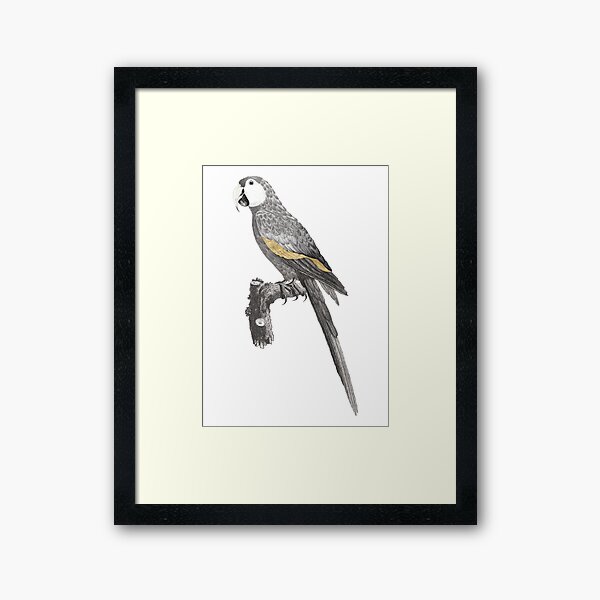 Aperçu de l'œuvre Illustration de Perroquet PNG – Élément d’Oiseau sur Fond Transparent créée et vendue par MagicCreationsW.