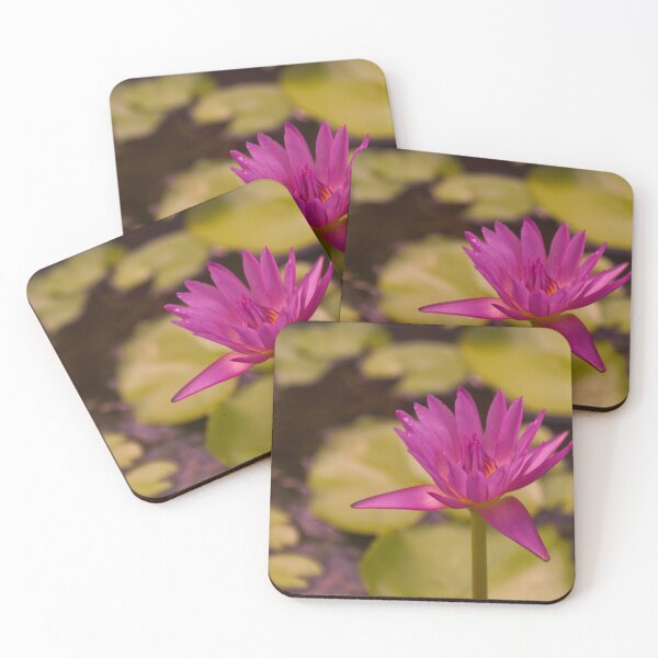 Item preview, Tropical Pink Water Lily in Thai Pond designed and sold by kdls-pictures.