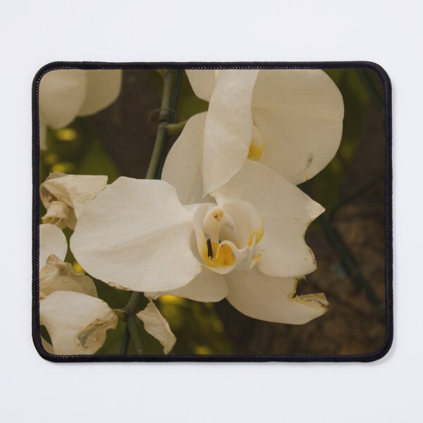 Item preview, Aging Beauty – White Phalaenopsis Orchids designed and sold by kdls-pictures.