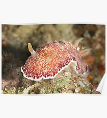 Red-spotted Nudibranch Poster