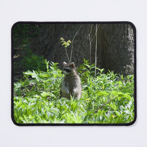 Item preview, Chicago Raccoon designed and sold by brooklevan.